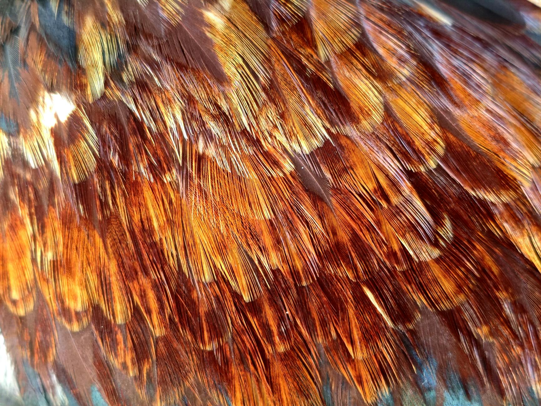 Riccardia chamedryfolia – ( Riccardia chamedryfolia )