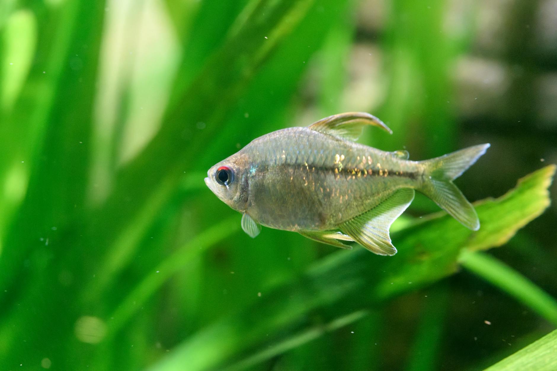 X-Ray Tetra ( Pristella maxillaris )