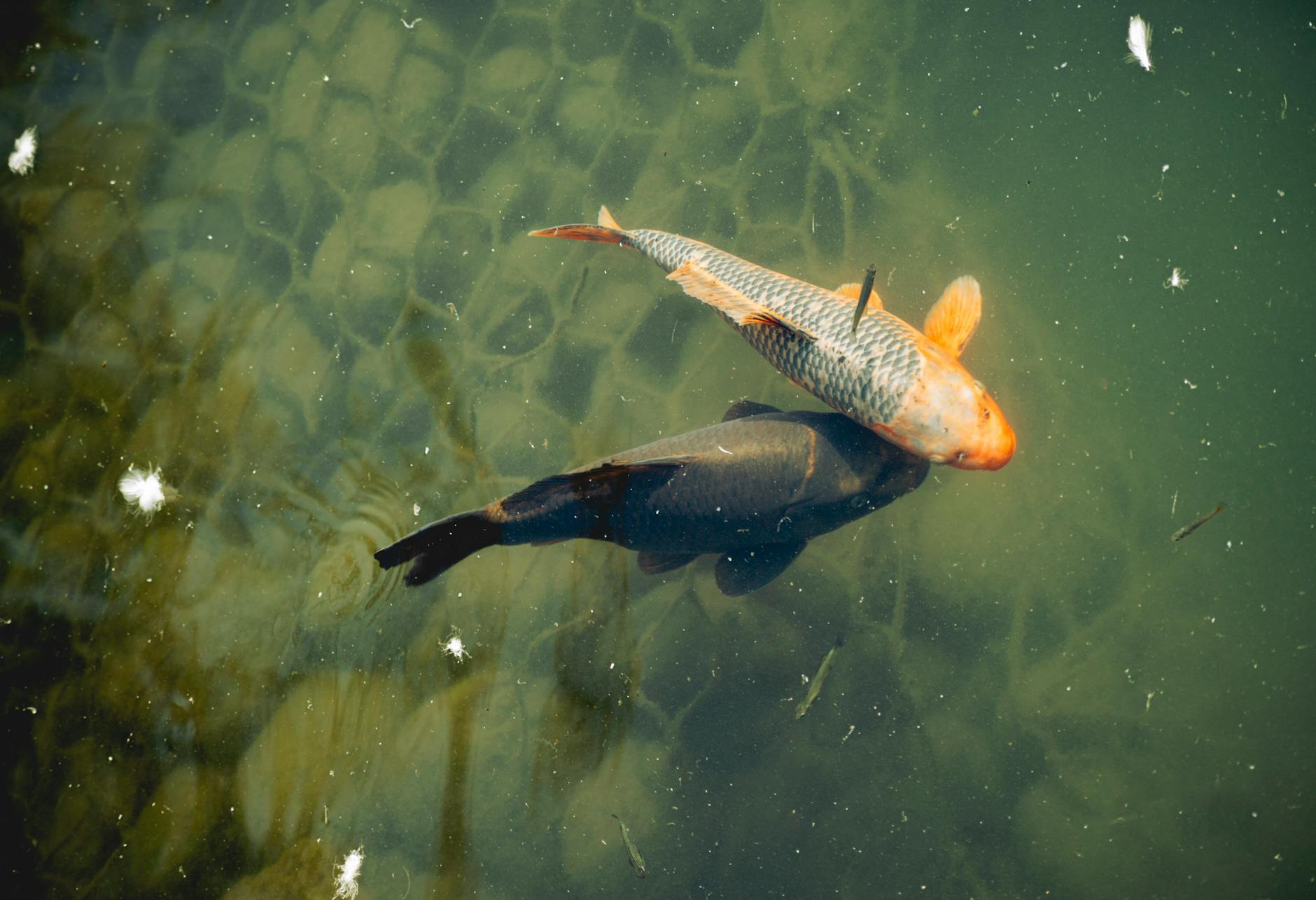 Congo Tetra Longfin ( Phenacogrammus interruptus (Longfin) )