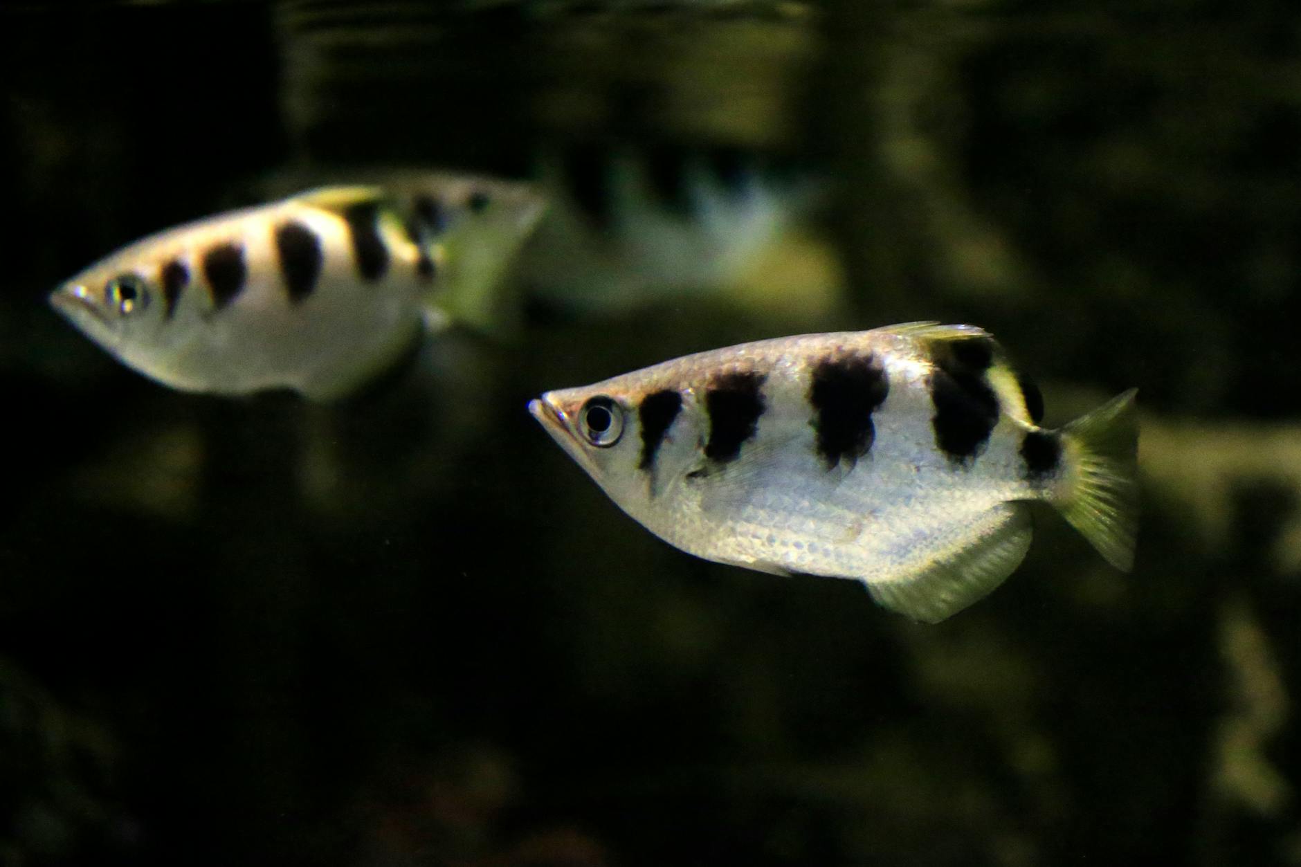 Spotted Archerfish ( Toxotes jaculatrix )