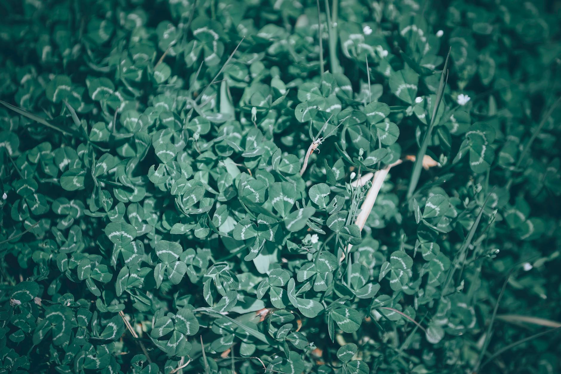 Staurogyne repens – ( Staurogyne repens )