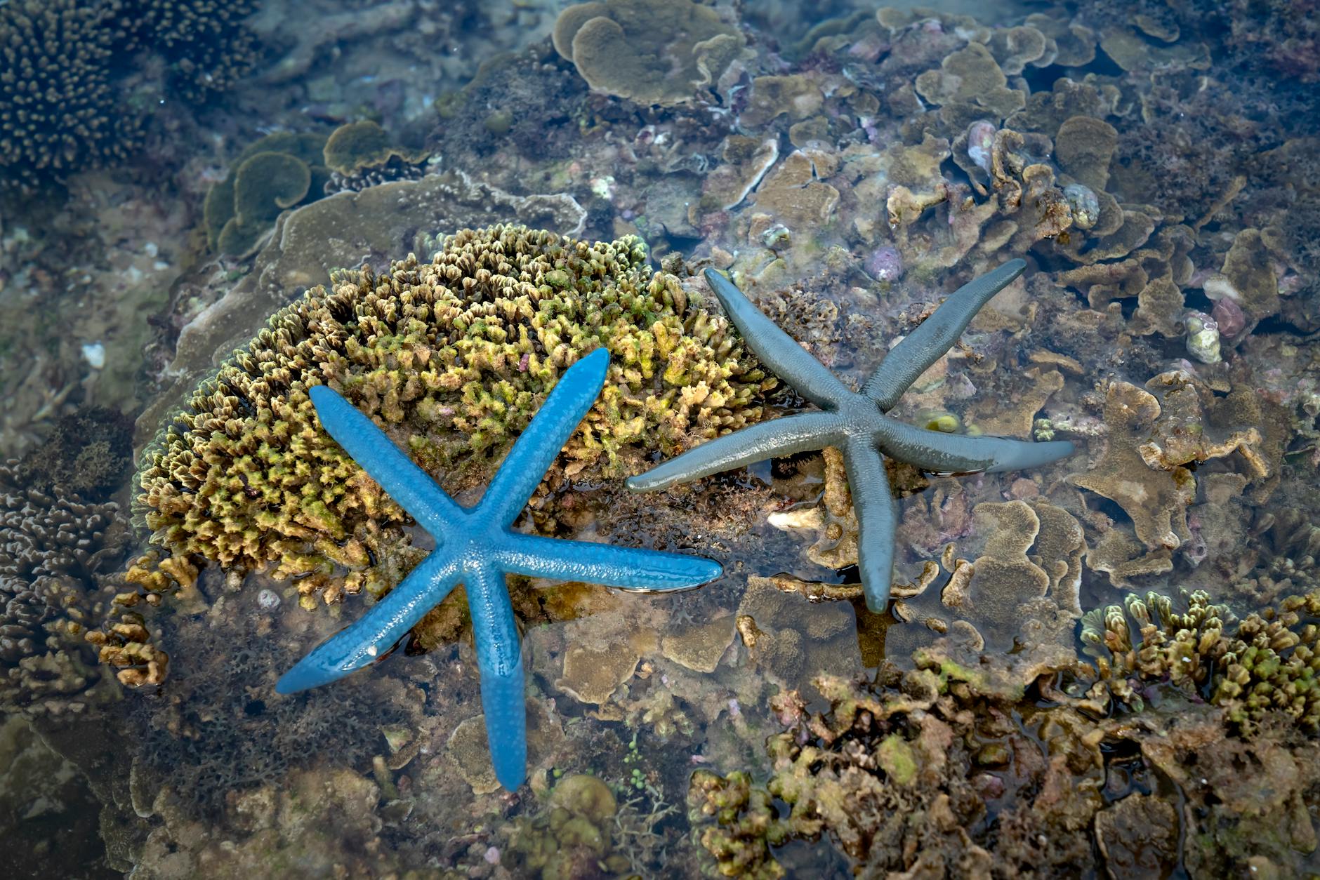 Heteranthera reniformis – ( Heteranthera reniformis )
