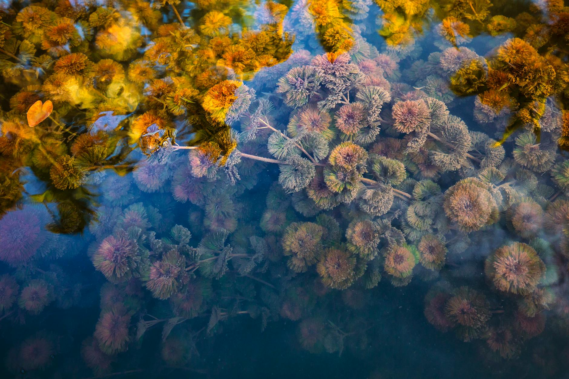 Limnophila aquatica – ( Limnophila aquatica )
