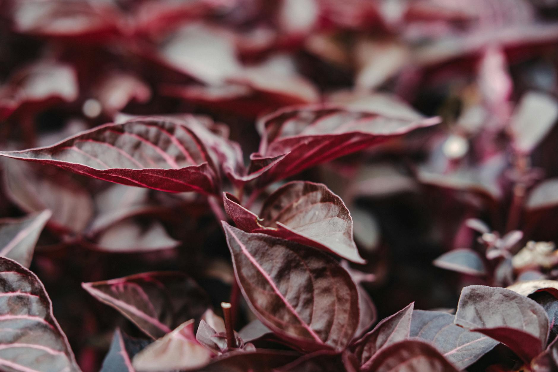 Alternanthera sessilis – ( Alternanthera sessilis )