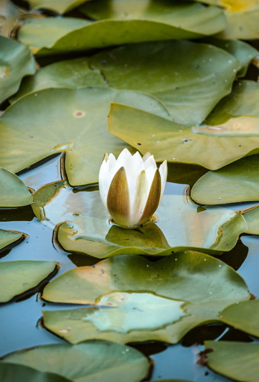 Nymphaea lotus – ( Nymphaea lotus )