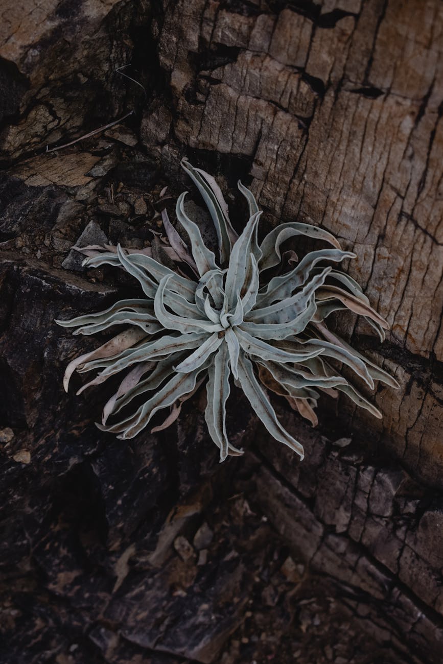 Sagittaria platyphylla Variegated – ( Sagittaria platyphylla ‘Variegated’ )