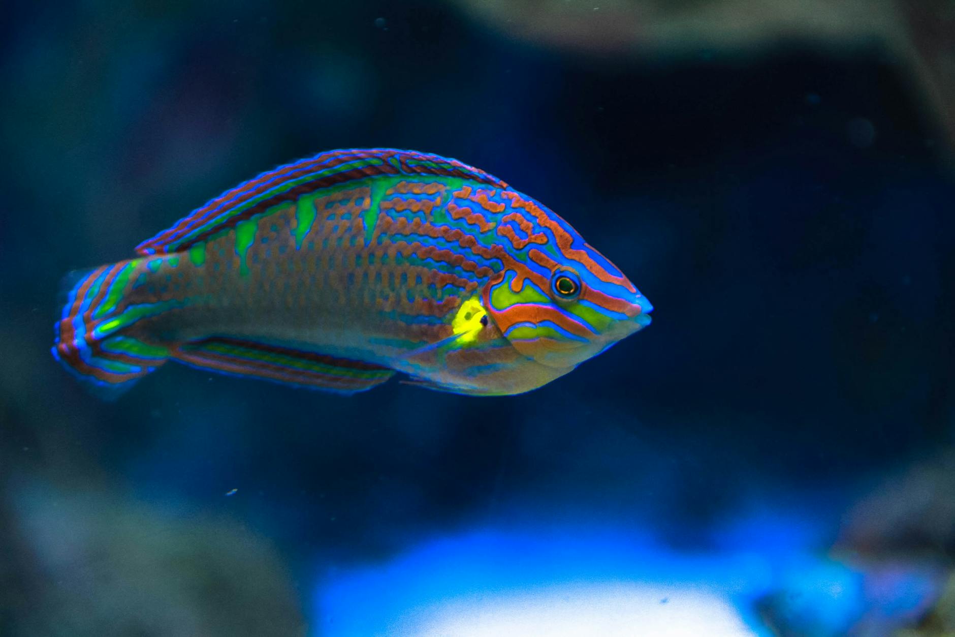 Pygmy Sunfish ( Elassoma evergladei )