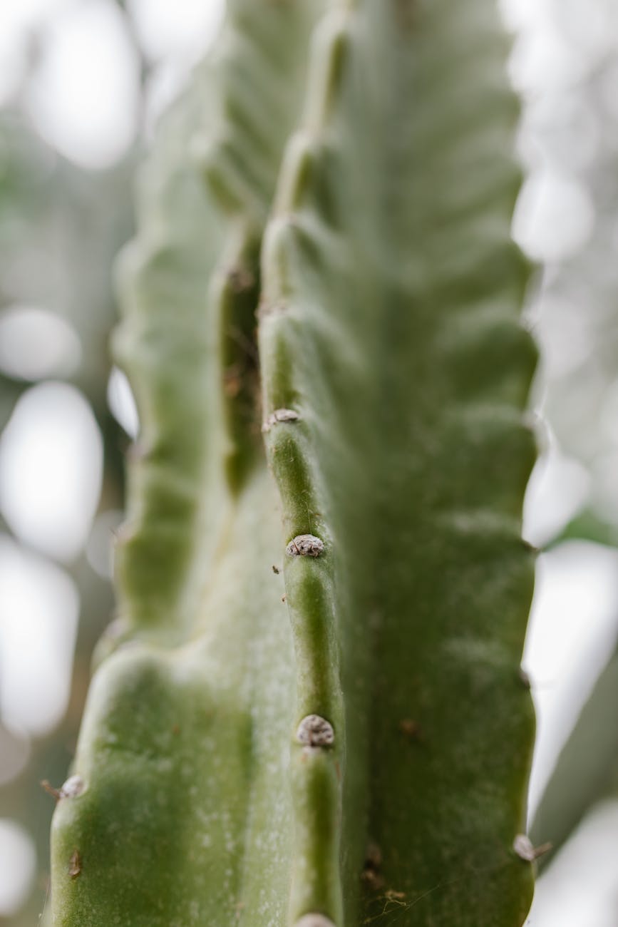 Hemianthus micranthemoides – ( Hemianthus micranthemoides )