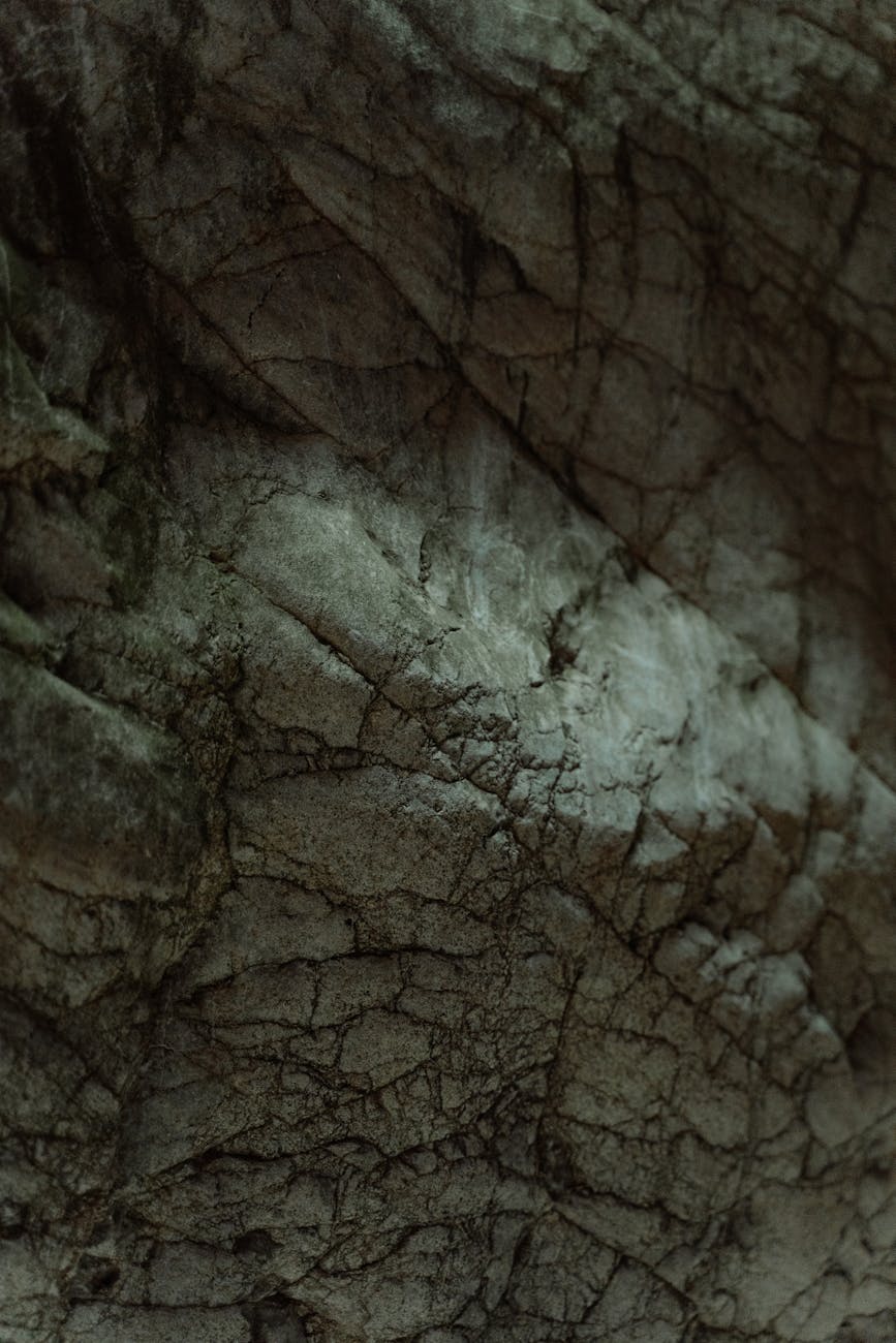 Eriocaulon cinereum – ( Eriocaulon cinereum )