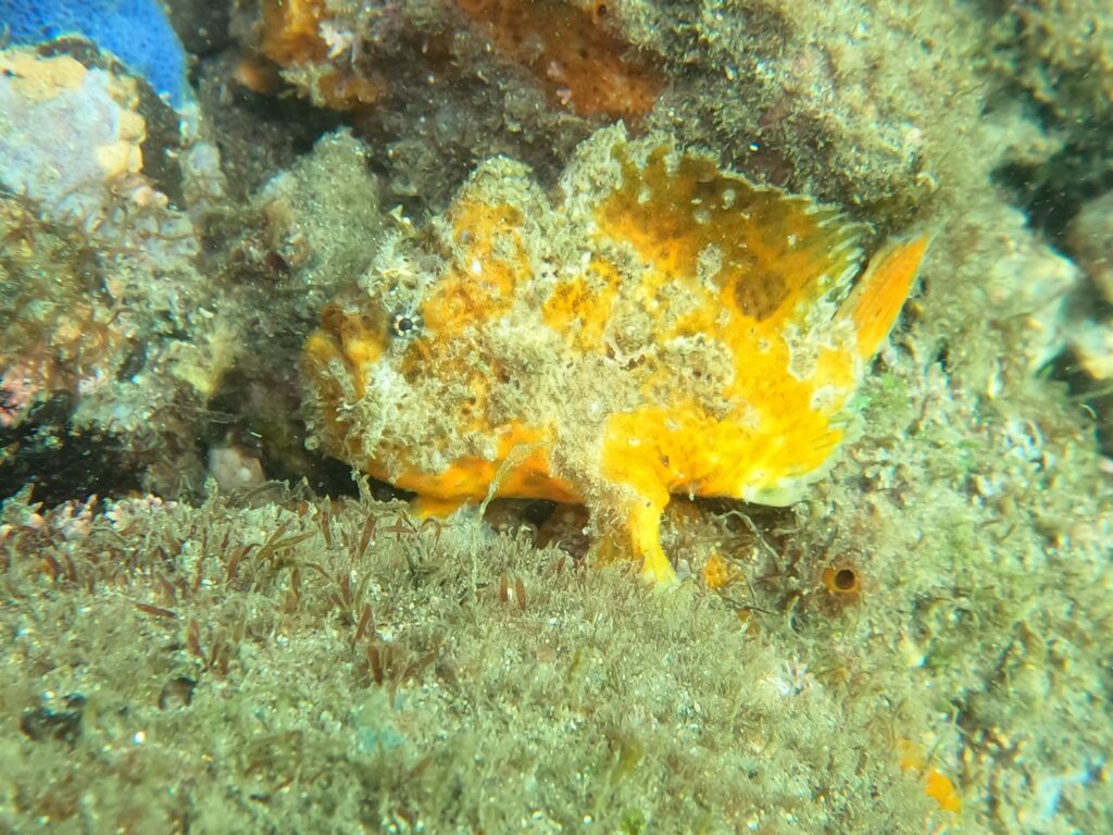 Abantennarius sanguineus (Abantennarius sanguineus) |commons:File:Abantennarius sanguineus.jpg