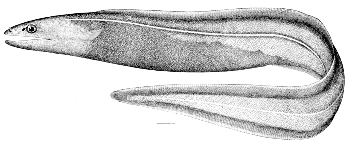 Abyssal Cutthroat Eel (Histiobranchus bathybius) |commons:File:Histiobranchus bathybius.jpg