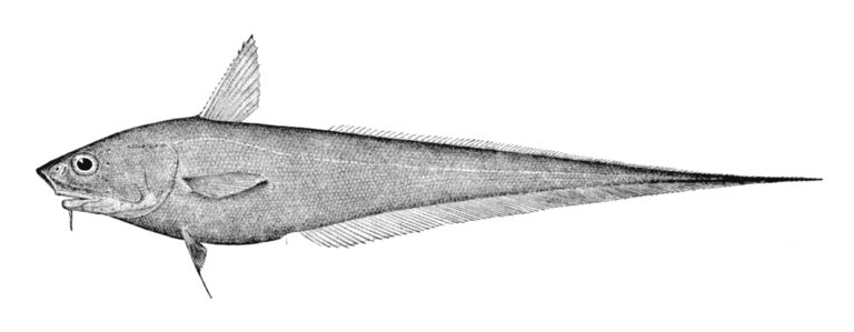Abyssal Grenadier (Coryphaenoides armatus) |commons:File:Coryphaenoides armatus.jpg