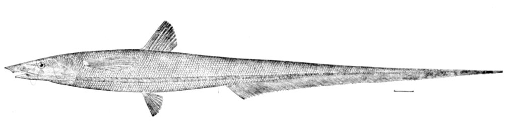 Abyssal Halosaur (Halosauropsis macrochir) |commons:File:Halosauropsis macrochir.jpg