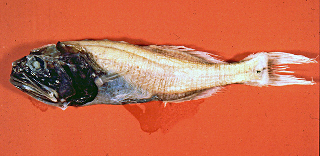 Abyssoberyx levisquamosus (Abyssoberyx levisquamosus) |commons:File:Abyssoberyx levisquamosus.jpg
