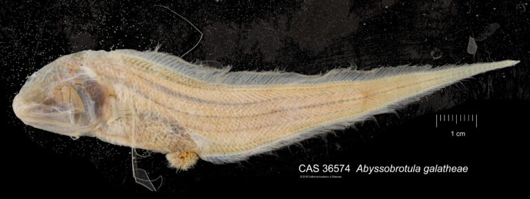 Abyssobrotula galatheae (Abyssobrotula galatheae) |commons:File:Abyssobrotula galatheae.jpg