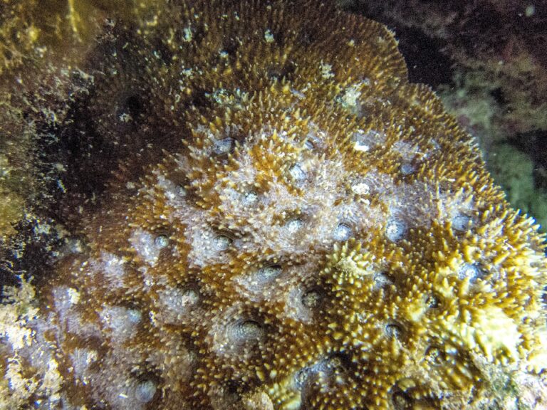 Acanthastrea Echinata (Acanthastrea echinata) |commons:File:Acanthastrea echinata, Moorea.jpg