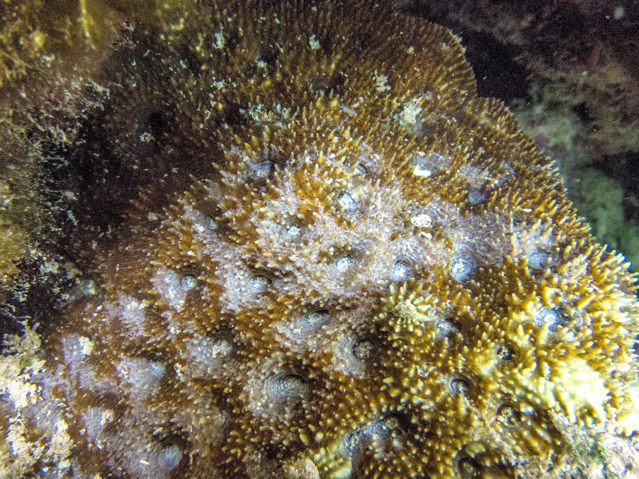 Acanthastrea Echinata (Acanthastrea echinata) |commons:File:Acanthastrea echinata, Moorea.jpg