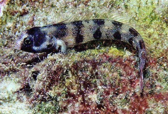 Acanthemblemaria atrata (Acanthemblemaria atrata) |commons:File:Acanthemblemaria atrata.jpg