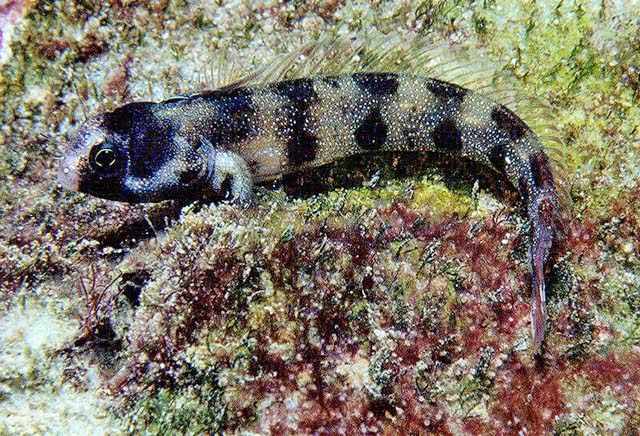 Acanthemblemaria atrata (Acanthemblemaria atrata) |commons:File:Acanthemblemaria atrata.jpg