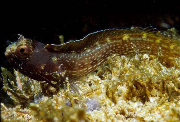 Acanthemblemaria betinensis (Acanthemblemaria betinensis) |commons:File:Acanthemblemaria betinensis.jpg