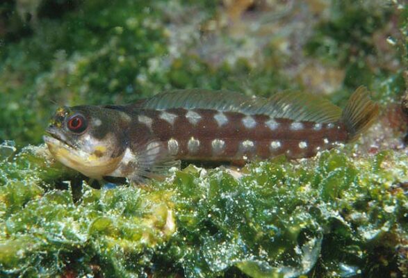 Acanthemblemaria castroi (Acanthemblemaria castroi) |commons:File:Acanthemblemaria castroi.jpg