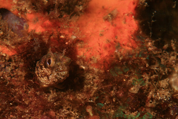 Acanthemblemaria exilispinus (Acanthemblemaria exilispinus) |commons:File:Acanthemblemaria exilispinus.jpg
