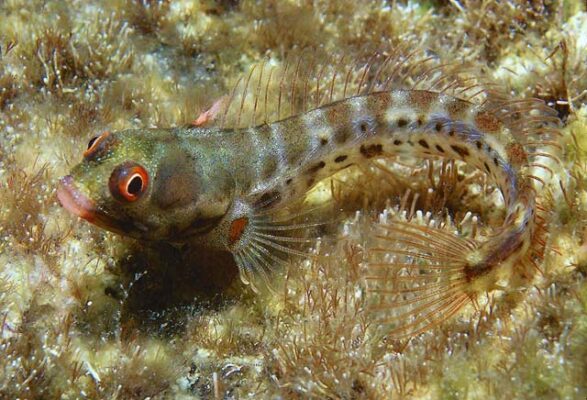 Acanthemblemaria hancocki (Acanthemblemaria hancocki) |commons:File:Acanthemblemaria hancocki.jpg