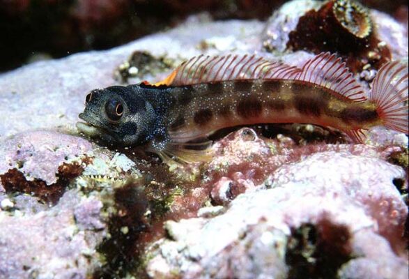 Acanthemblemaria hastingsi (Acanthemblemaria hastingsi) |commons:File:Acanthemblemaria hastingsi.jpg