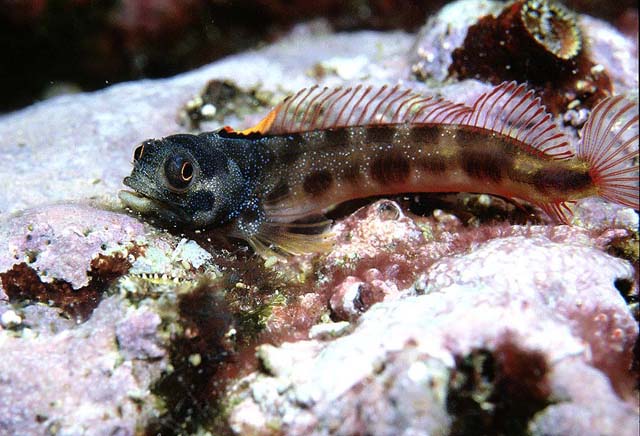 Acanthemblemaria hastingsi (Acanthemblemaria hastingsi) |commons:File:Acanthemblemaria hastingsi.jpg