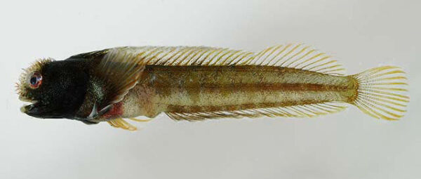 Acanthemblemaria johnsoni (Acanthemblemaria johnsoni) |commons:File:Acanthemblemaria johnsoni.jpg