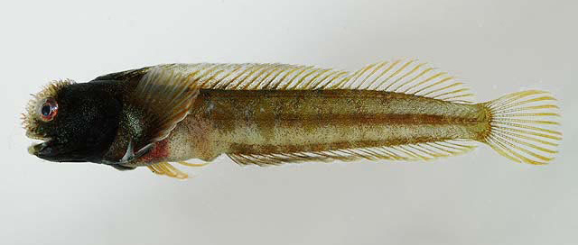 Acanthemblemaria johnsoni (Acanthemblemaria johnsoni) |commons:File:Acanthemblemaria johnsoni.jpg