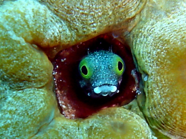 Acanthemblemaria maria (Acanthemblemaria maria) |commons:File:Acanthemblemaria maria.jpg