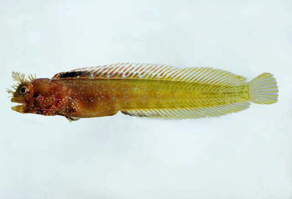 Acanthemblemaria medusa (Acanthemblemaria medusa) |commons:File:Acanthemblemaria medusa.jpg