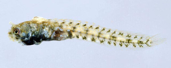Acanthemblemaria paula (Acanthemblemaria paula) |commons:File:Acanthemblemaria paula.jpg