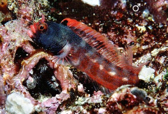 Acanthemblemaria stephensi (Acanthemblemaria stephensi) |commons:File:Acanthemblemaria stephensi.jpg