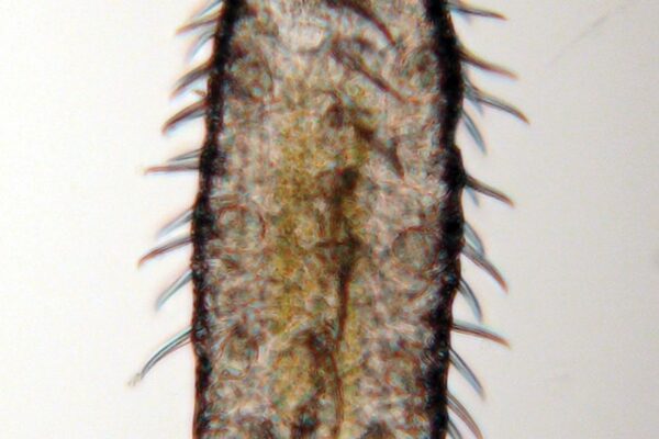 Acanthodasys caribbeanensis Acanthodasys caribbeanensis