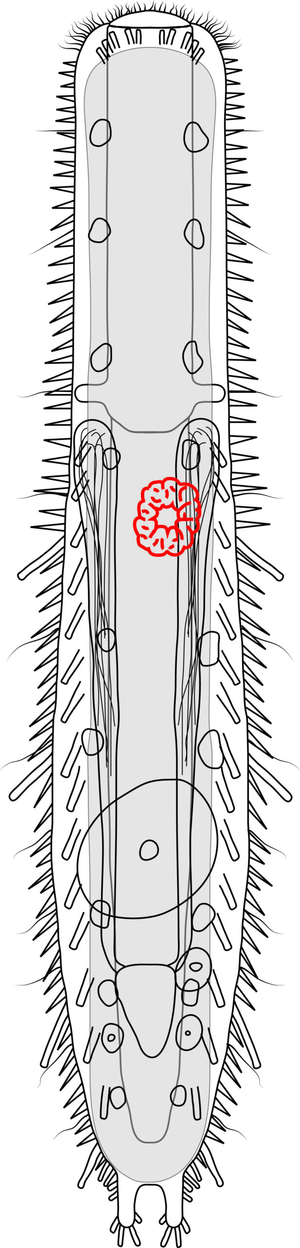 Acanthodasys paurocactus Acanthodasys paurocactus