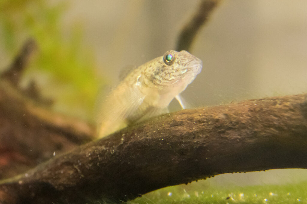 Acanthogobius lactipes (Acanthogobius lactipes) |commons:File:Acanthogobius lactipes 01.jpg