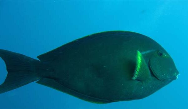 Acanthurus albipectoralis (Acanthurus albipectoralis) |commons:File:Acanthurus albipectoralis, Bali.JPG