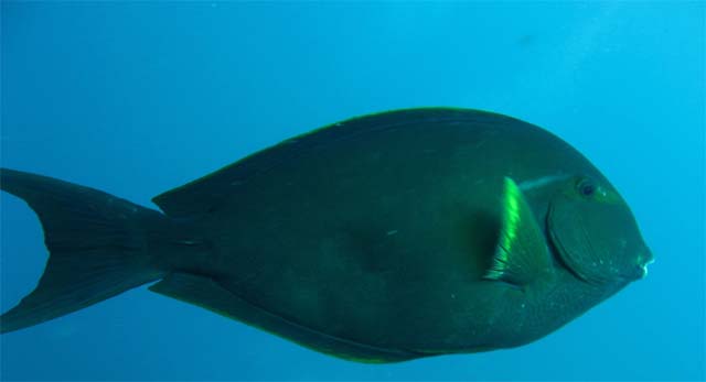 Acanthurus albipectoralis (Acanthurus albipectoralis) |commons:File:Acanthurus albipectoralis, Bali.JPG