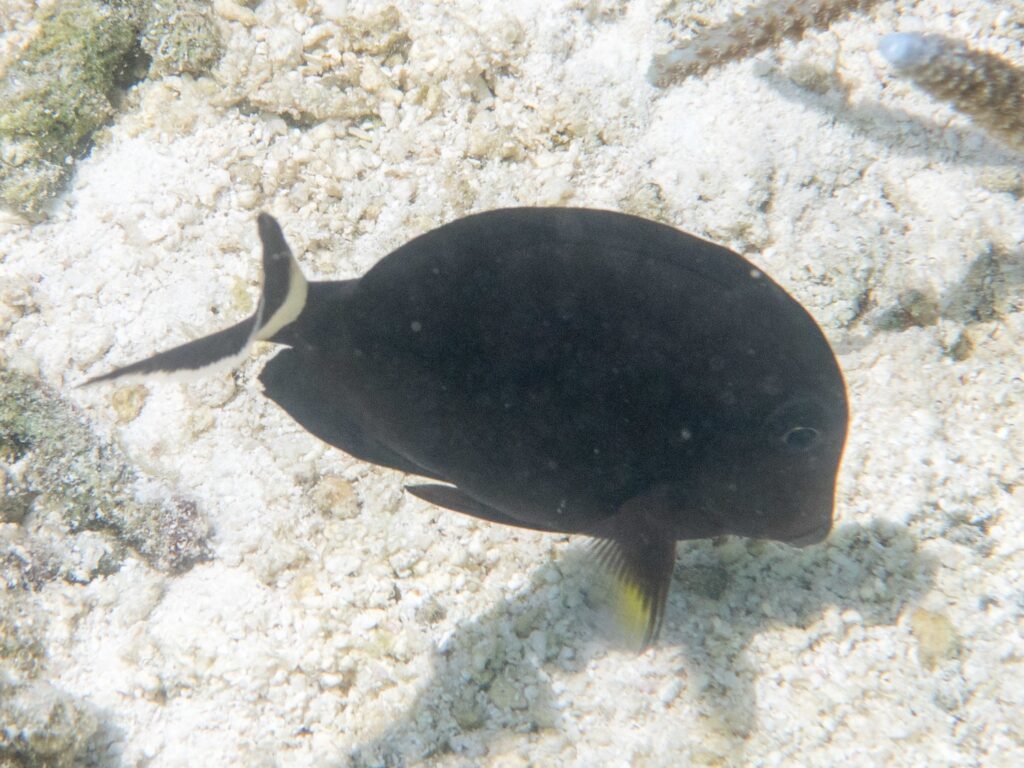 Acanthurus auranticavus (Acanthurus auranticavus) |commons:File:Acanthurus auranticavus.jpg