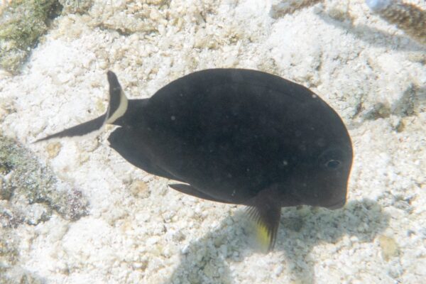 Acanthurus auranticavus (Acanthurus auranticavus) |commons:File:Acanthurus auranticavus.jpg