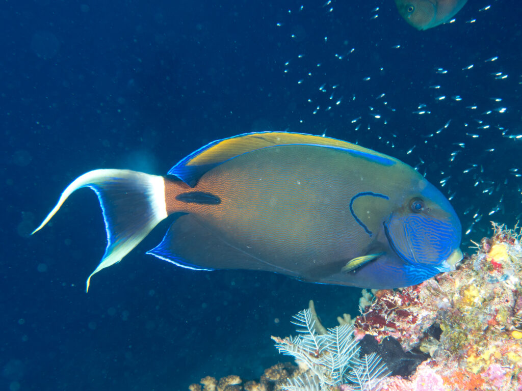 Acanthurus fowleri (Acanthurus fowleri) |commons:File:Acanthurus fowleri.jpg