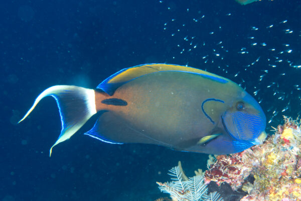 Acanthurus fowleri (Acanthurus fowleri) |commons:File:Acanthurus fowleri.jpg