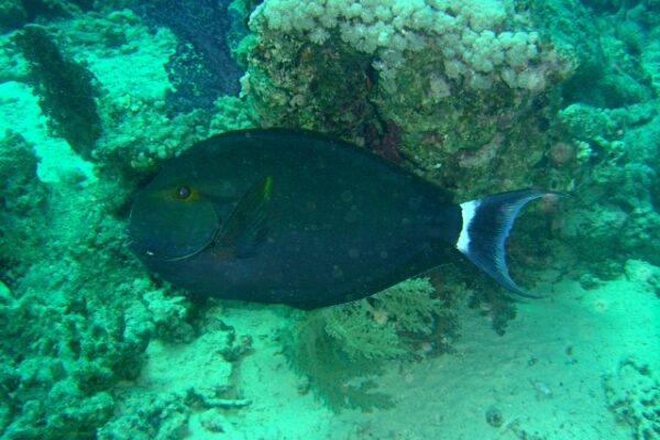 Acanthurus gahhm (Acanthurus gahhm) |commons:File:Acanthurus gahhm.jpg