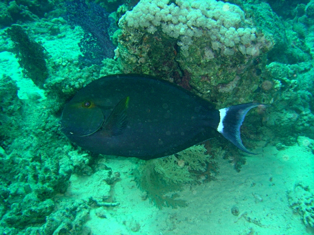 Acanthurus gahhm (Acanthurus gahhm) |commons:File:Acanthurus gahhm.jpg