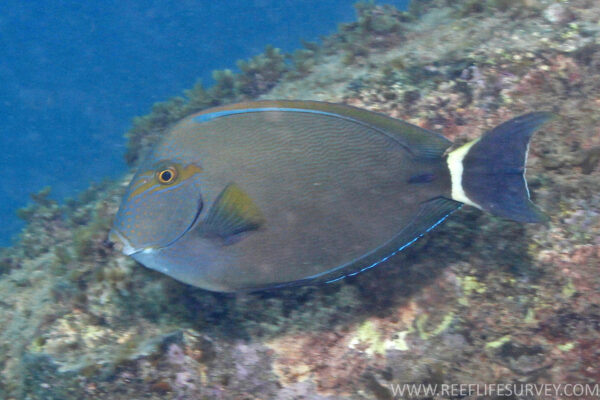 Acanthurus grammoptilus (Acanthurus grammoptilus) |commons:File:Acanthurus grammoptilus.jpg