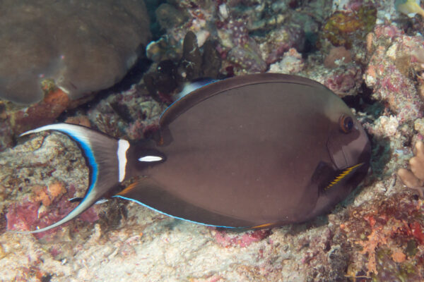 Acanthurus leucocheilus (Acanthurus leucocheilus) |commons:File:Acanthurus leucocheilus.jpg