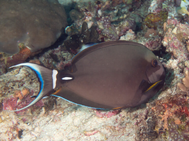 Acanthurus leucocheilus (Acanthurus leucocheilus) |commons:File:Acanthurus leucocheilus.jpg