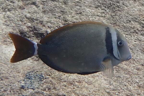 Acanthurus leucopareius (Acanthurus leucopareius) |commons:File:Acanthurus leucopareius 501753074.jpg